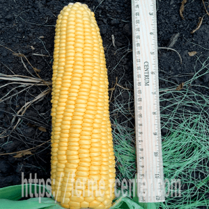 АГХ 11-195 F1 (AGX 11-195 F1) - кукуруза сахарная, 5 000 семян, Agri Saaten  (Агри Заатен) Германия  фото, цена